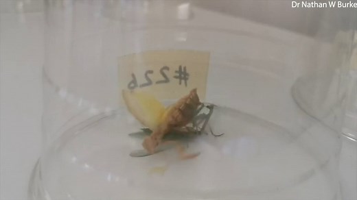 Praying Mantis' wrestle while mating as male tries to keep his head