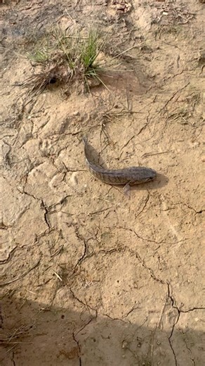 Catch Fish With Lightning Speed! #fish #turtle #fishing