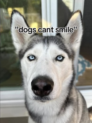 Happy Husky Smiling Compilation