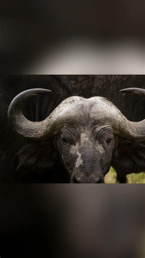 Nature’s Most Impressive Show of Strength