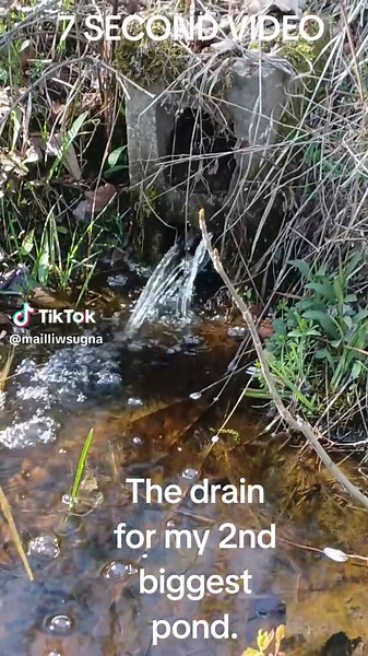 Pond level control #7secondvideo #waterlevelcontrol #drainage #peaceful #tranquility