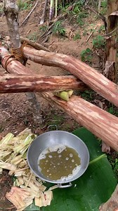 1.8M views · 4.8K reactions | Sugarcane extraction; primitive way | RilTok | Facebook