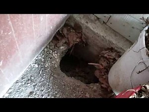 Groundhogs digging under my shed - Tips for getting rid of pesky groundhogs
