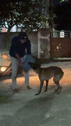 LIVE PROTECTION TRAINING | REAL-TIME K9 WORK 🐕 #live