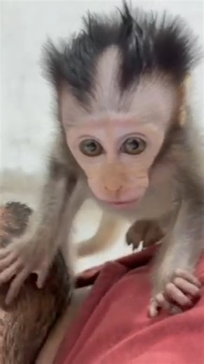 This Baby Monkey Loves Listening to Me… and Sometimes Responds! 🥹🐒❤️