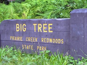 Redwoods Near Eureka California - Humboldt, Prairie Creek, Lady Bird