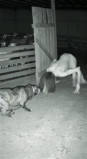 CAUGHT ON TAPE: Guard Dog Attacks Pale Crawler at 3 AM!