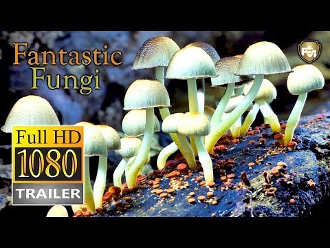 FANTASTIC FUNGI | Official Trailer HD (2019) | DOCUMENTARY | Future Movies