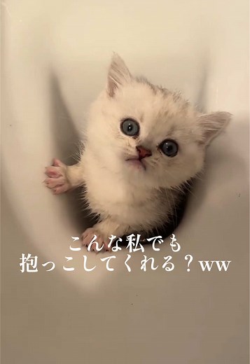 お風呂好きな猫たちの可愛い瞬間
