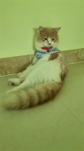 My lovely queen #Lovely #pets #cat #pretty #catlovers