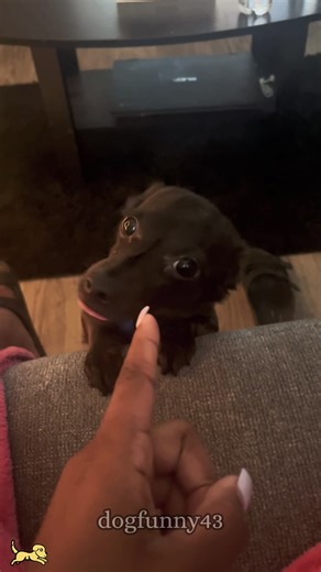 Hilarious Moments with a Quirky Chihuahua