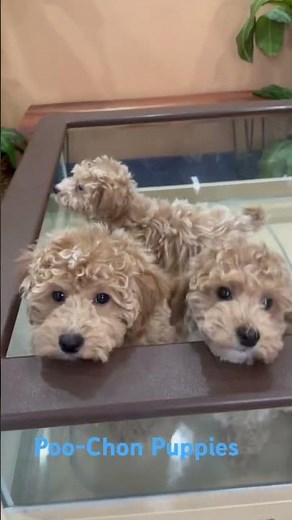 Introducing the adorable Poochon puppy – that's sure to bring joy and warmth to your home! 🐾