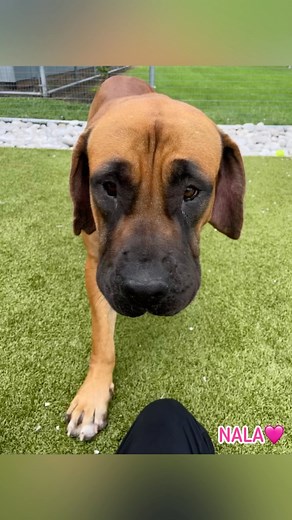 NALA #A281649 is another very sweet #Daniff #GreatDane #EnglishMastiff on the adoption floor. Like her #galpal CALI, NALA is a big girl at 102 lbs and she deserves a better life. Abandoned and discarded by a “breeder,” NALA is 💯 love and kindness and she’s hoping to meet you. #adopt www.collierpets.com (Naples, FL) | Collier DAS Dogs -by volunteers