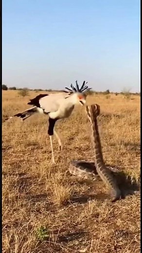Secretary Bird vs Snake Fastest Ground Hunt in the African Grasslands
