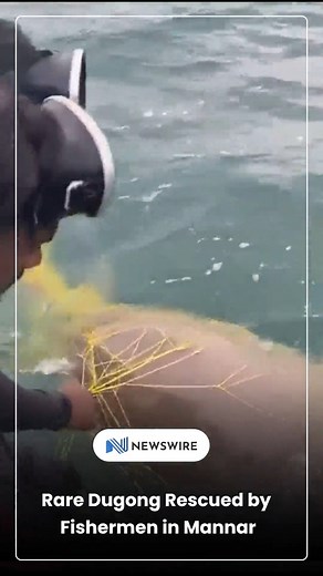 A Dugong dugon, a highly protected marine species, was safely released by fishermen after being trapped in a net off the Mannar coast. | Newswire