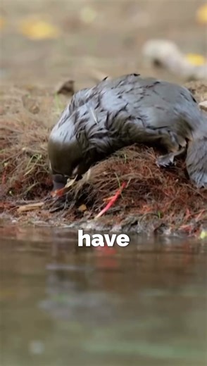 "The Strangest Animal On Earth" #shorts