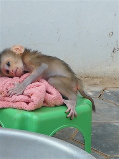 Cute Baby Monkey Bom's Family | Mr Bon