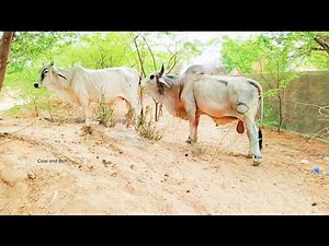 Natural Bull and Cow Interaction | Cow Breeding Observation