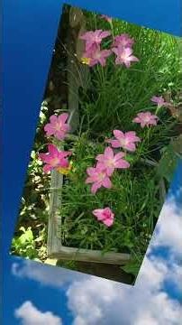 ดอกบัวดินสีชมพูสวยงามมีหัวอยู่ใต้ดินออกดอกฤดูฝน #บัวดิน #flowers #บ้านสวนป้าอ้อย