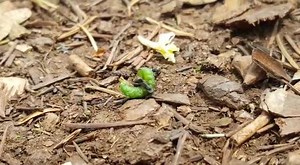 6K views · 51 reactions | The symptoms of Cephalcia tanourinensis...