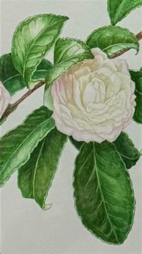 One of my works has found new homes.#flowers #botanicalart #artist #illustration #watercolor