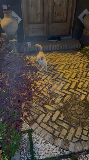 Funny Short Dog Running Around in the Yard