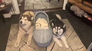 85K views · 16K reactions | This wolf pack will always protect baby! | Life with malamutes | Facebook
