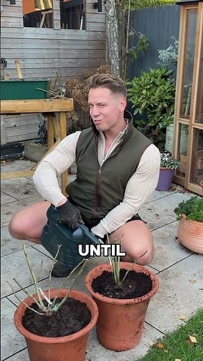 How to plant bare root of roses