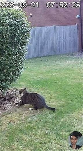 Shocking Backyard Encounter Cat Strikes at Snake! #CatVsSnake