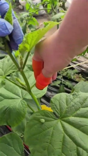 "Pruning (pinching) of cucumber in a greenhouse is a mandatory stage of growing."