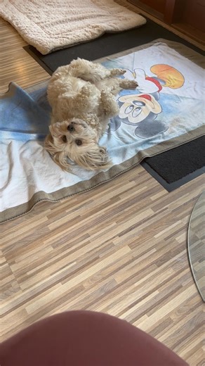 Achtung Löwchen #dog #puppy #pets #humor #comedy