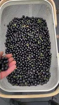 Best Perennial Fruit Trees for Central Florida