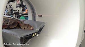 This whopping 10 stone python is undergoing a pioneering CAT scan for her lung problems 🐍🏥 | Storytrender