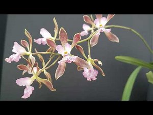 Encyclia ‘Orchid Jungle’ (Alata x Phoenicia)