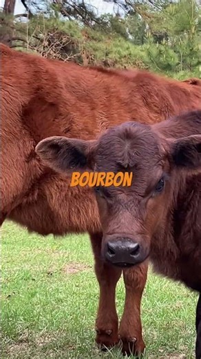 #moomoomomma #cow #babycow #calf #bullcalf #moo #animals #love #farmlife #heifers #moocall #cowcalf