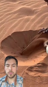 Jumping Spider ️ on Instagram: "Have u heard of the Dancing White Lady spider from Namibia CC sato_goes_wild on IG #spider #tarantula #bugs #animalsoftiktok #animalfacts #animalreactions #critters #creepycrawly #dancingl"