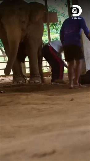 🐘✨ Frank y su equipo presencian de cerca el asombroso momento en que un elefante bebé llega al mundo #DentrodeWildFrank 🦎🦥🦁 Disfruta el contenido de Discovery en #HBOMax Suscríbete ahora: https://bit.ly/MAX-DiscoveryEsp | Discovery en Español