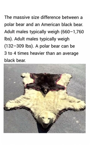 the massive size difference between a polar bear and an American black bear.