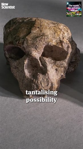 New Scientist on Instagram: "The Skull That Could Rewrite Human History 💀⁠ ⁠ An ancient skull discovered in China may have just rewritten the story of human evolution. ⁠ ⁠ It’s widely accepted that the common ancestor of Homo sapiens, Denisovans and Neanderthals came out of Africa. But this skull upends that assumption - potentially showing human evolution began in Asia.⁠ ⁠ Discover how a new reconstruction of the Yunxian fossil skull could push back human origins by 400,000 years.⁠ ⁠ Hear the 