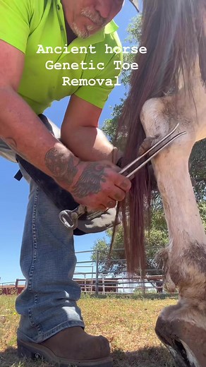 1.6M views · 6.5K reactions | Chest nut removal #farrier #farrierlife #asmr #horses #horse #satisfying #satisfyingasmr #satisfyingsounds. #satisfying #veterinary | Patrick McKinzey | Facebook
