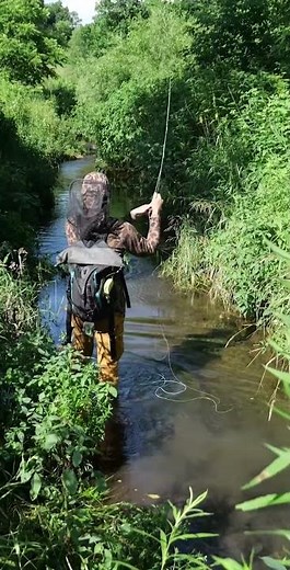 TINY Creek Trout in the DRIFTLESS!! #shorts #fishing #flyfishing