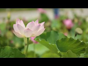 "Unlock the Secrets of the Water Lotus: The Majestic National Flower of India!"🪷