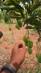 Top quality dasheri mango farm 🥭 #mango #farm | Anil Sathvara