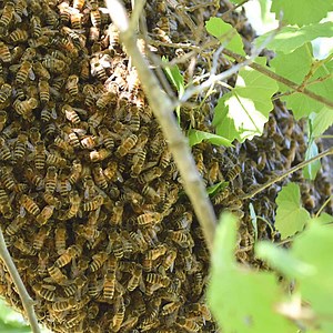 Why do Honey Bees Swarm in Fall? - Carolina Honeybees