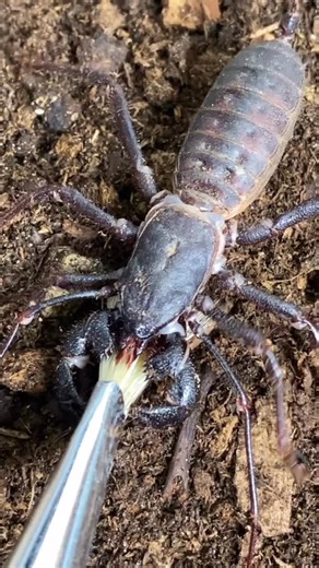 Dayyan Saylany 🇨🇦(🇮🇷🇧🇪🇨🇭) on Instagram: "The alien bug is back yet again 👽🕷😛! Here is my female giant vinegaroon (Mastigoproctus giganteus). When it comes to arachnids, few people seem to know of the existence of these alien-like animals. The vinegaroon (Thelyphonida) is an out-of-this-world animal that has pedipalps in front of its body shaped like armoured/spiky boxing gloves, which it uses to ensnare its prey. If that wasn’t enough to impress, it even has a long tail that literally
