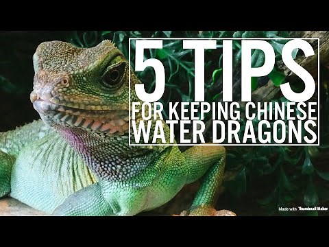5 Tips For Keeping Chinese Water Dragons