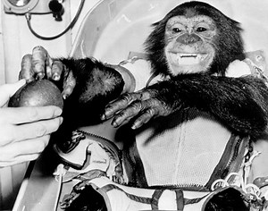 ‘We Gave It Away’: Remembering the Unhappy Flight of Ham the Chimp, 60 Years On - AmericaSpace