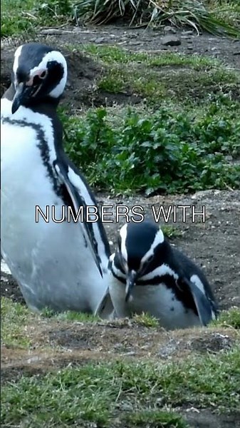 🐧 Discover the Secrets of Penguin Predator Defense!