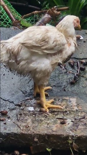 45 days chicken how to grow? #broiler #chicken #Feeds