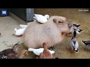 Capybara sits calmly as playful ducks groom his back!!